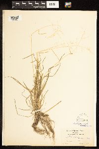 Poa sylvestris image