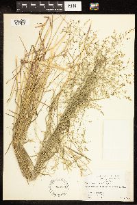 Poa sylvestris image