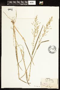 Poa sylvestris image