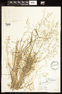 Poa sylvestris image