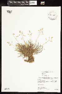 Poa annua image
