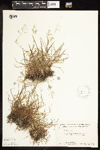 Poa annua image