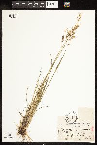Poa arida image