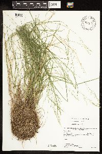 Poa nemoralis image