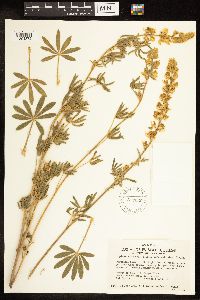 Thumbnail image of current specimen