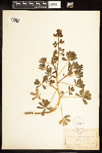 Thumbnail image of current specimen