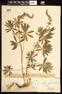 Lupinus albicaulis image