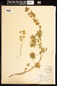 Lupinus albicaulis image