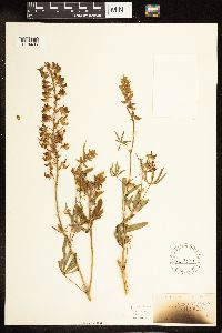 Lupinus albicaulis image