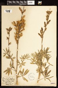 Lupinus albicaulis image