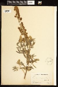 Lupinus albicaulis image