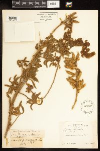 Lupinus albicaulis image