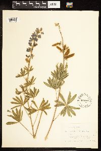 Lupinus albicaulis image