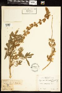 Lupinus albicaulis image