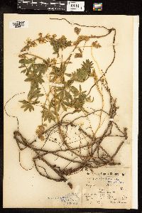 Lupinus albicaulis image