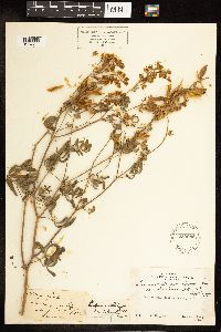 Lupinus albicaulis image