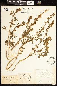 Lupinus albicaulis image