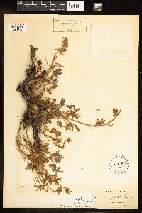 Thumbnail image of current specimen