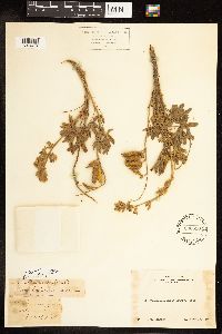 Thumbnail image of current specimen