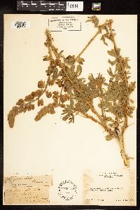 Lupinus albifrons var. albifrons image