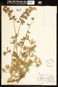 Lupinus albifrons var. albifrons image
