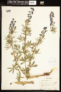 Thumbnail image of current specimen