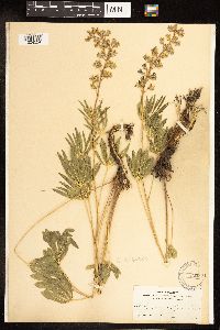 Lupinus sericeus image