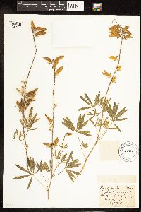 Lupinus sericeus image