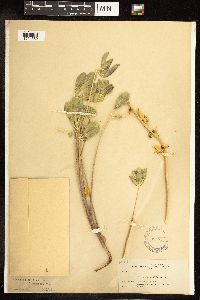 Lupinus polyphyllus var. ammophilus image