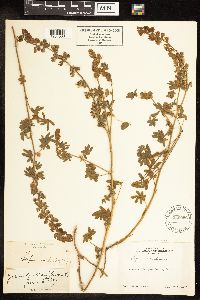 Thumbnail image of current specimen