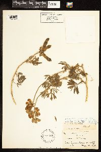 Lupinus arboreus image