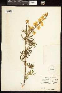 Thumbnail image of current specimen