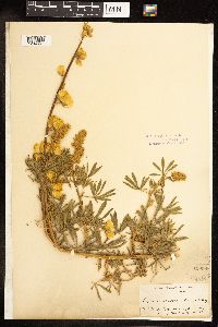 Thumbnail image of current specimen