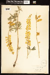 Lupinus arbustus image