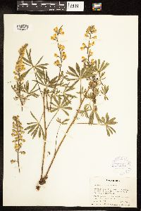 Thumbnail image of current specimen