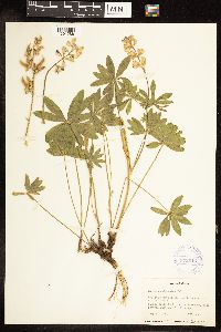 Lupinus arbustus image