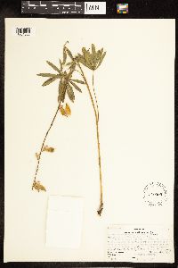 Lupinus arbustus image