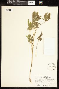 Thumbnail image of current specimen