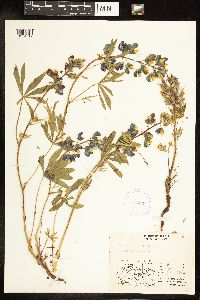 Thumbnail image of current specimen