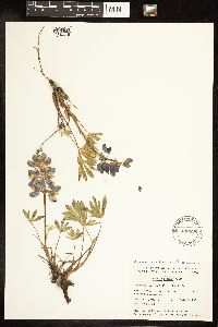 Thumbnail image of current specimen