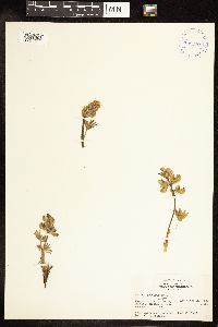 Thumbnail image of current specimen