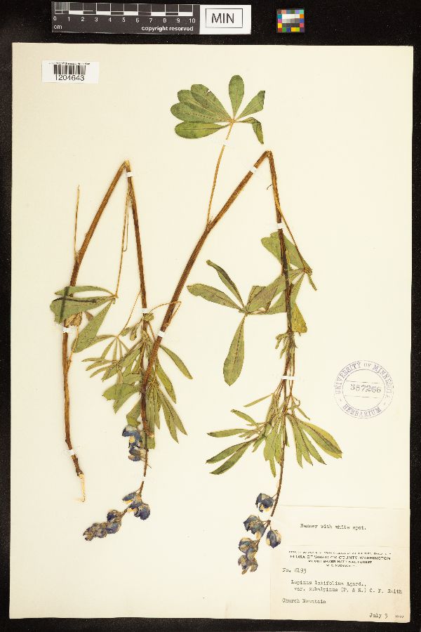 Lupinus latifolius var. subalpinus image