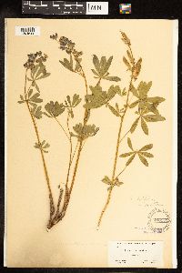 Lupinus latifolius var. subalpinus image