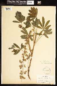 Lupinus latifolius var. subalpinus image