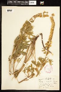 Thumbnail image of current specimen