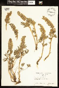 Thumbnail image of current specimen