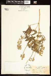 Thumbnail image of current specimen