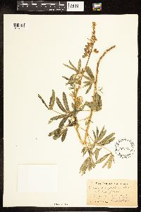 Thumbnail image of current specimen