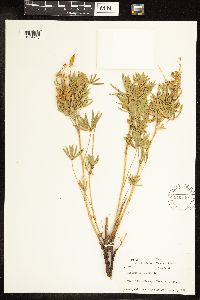 Lupinus lepidus var. aridus image