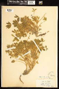 Lupinus lepidus var. aridus image